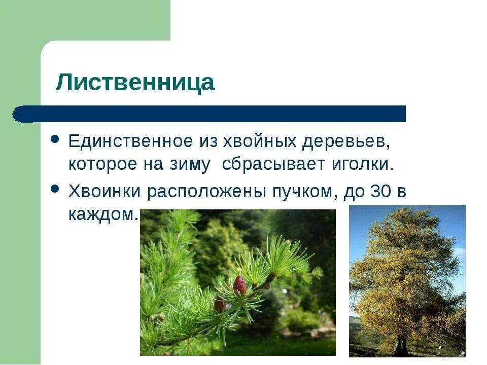 Почему лиственница. Лиственница сбрасывает иголки. лиственница сбрасывает хвою. хвойные деревья которые сбрасывают хвою. лиственница сбрасывает хвою на зиму.