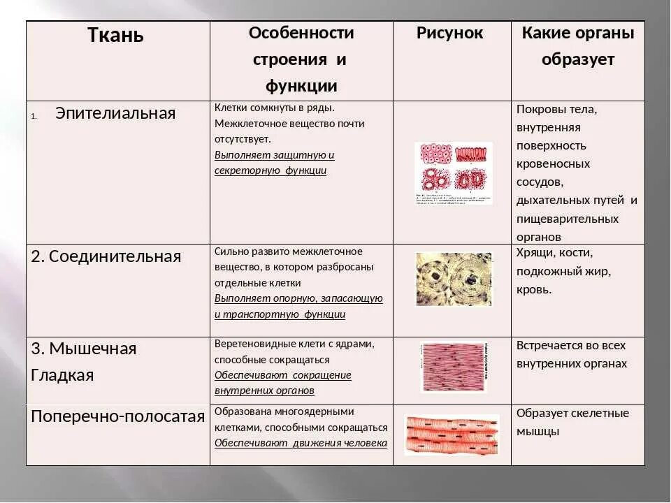 Группа клеток организма выполняющих