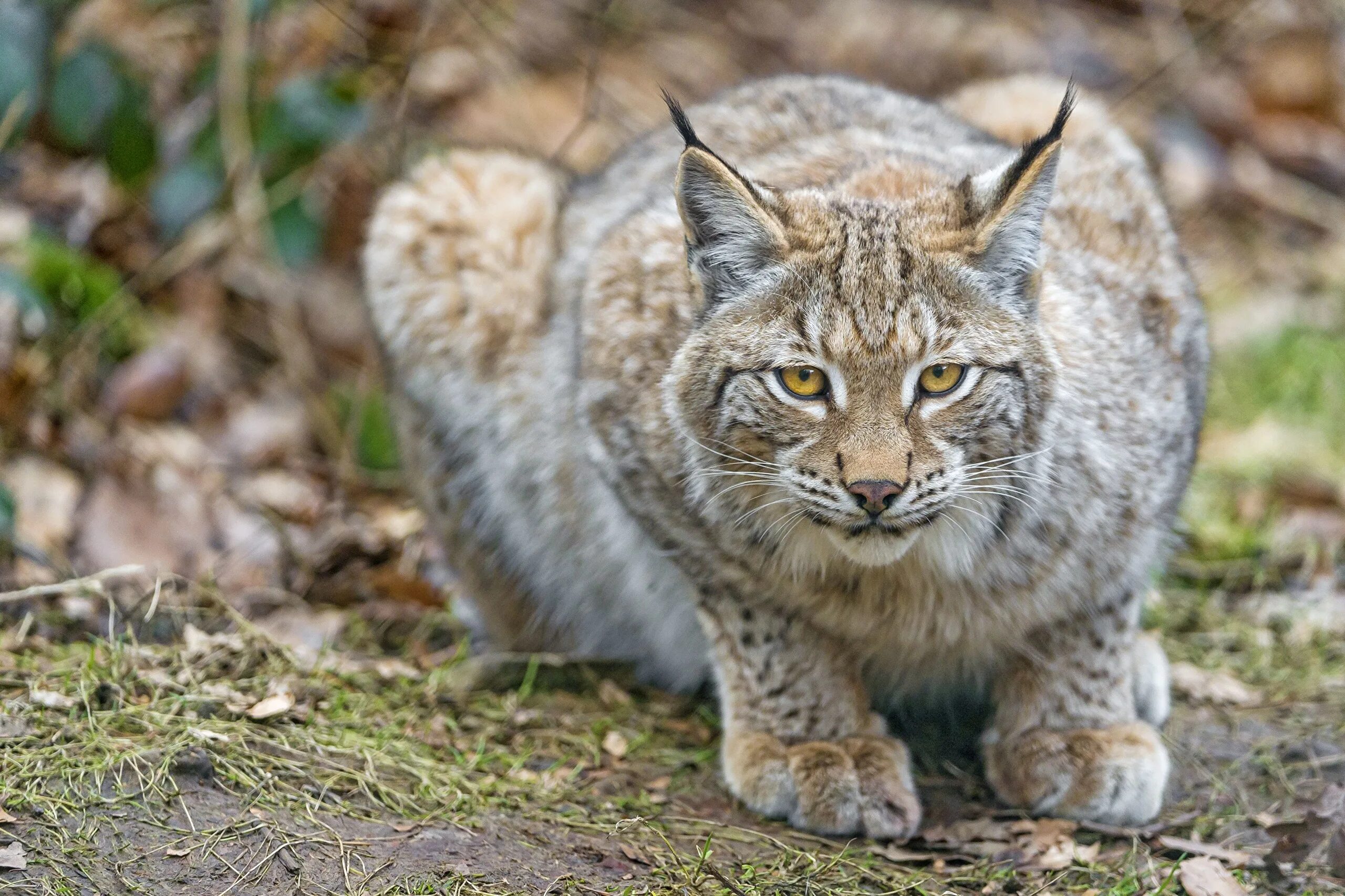 Обыкновенная Рысь Lynx Lynx. Карликовая Рысь. Уссурийская Рысь. Якутская Рысь. См рысь