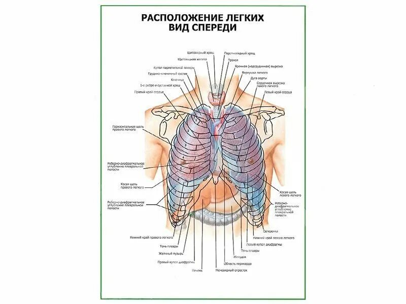 Расположение лёгких у человека спереди. Лёгкие человека расположение спереди. Местоположение легких