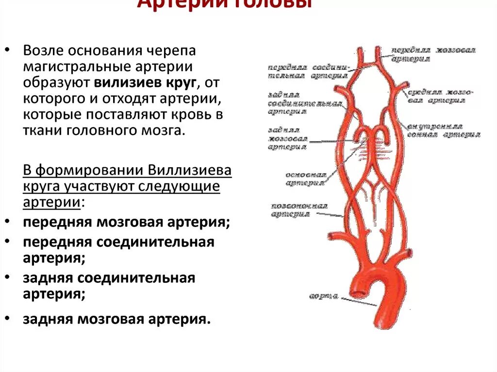 Какие сосуды артерии. Брахиоцефальные артерии схема. Артерий брахиоцефального ствола. Схема магистральных сосудов артерий. Общая Сонная артерия схема.