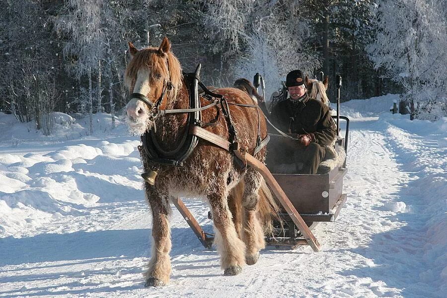 По дороге лошадка. Лошадь с санями. Лошадь в санях зимой. Лошадь с санями зимой. Лошадь запряженная в сани зимой.