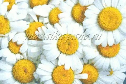 Золотая ромашка цветок