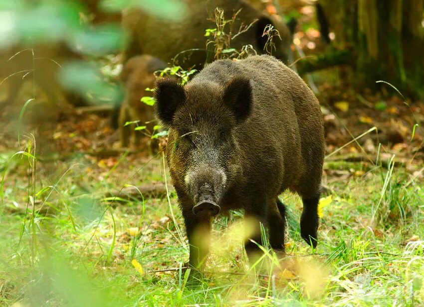 Дикий кабан характер. Кабан (sus scrofa). Кабан ареал. Кабан субтропики. Кабан Лесной, секач (sus scrofa).