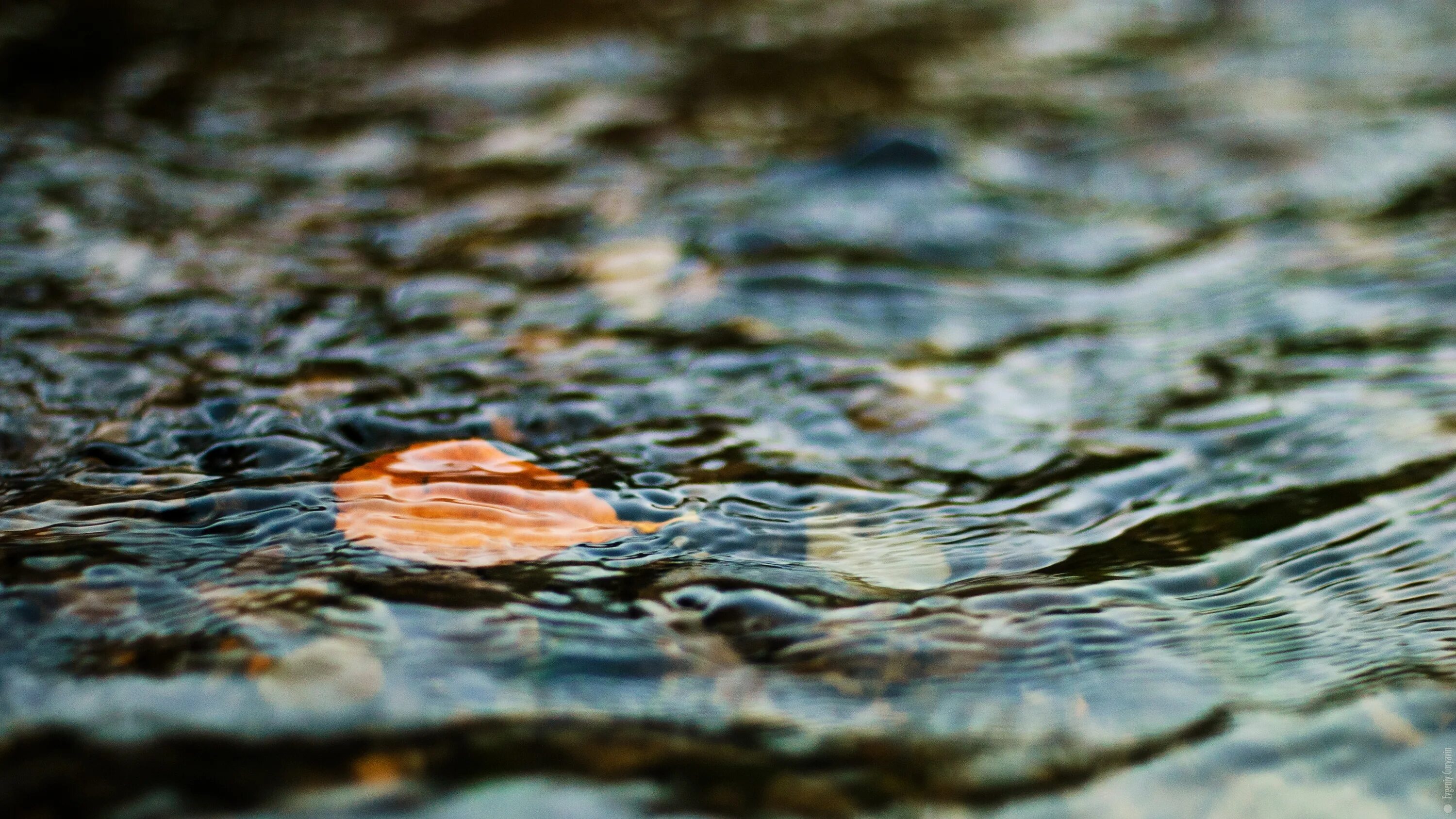 На поверхность воды капают. Листья на воде. Осенние листья на воде. Лист на поверхности воды. Поверхность воды.