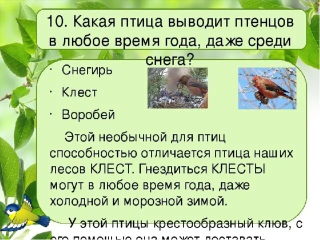 Какая птица выводит птенцов. Какие птицы выводят птенцов. когда снегири выводят птенцов. какие птицы выводят птенцов в августе.