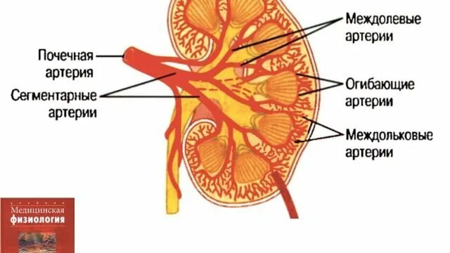 Междольковая артерия почки. Сегментарные артерии почки. Междолевые артерии почек. Междольковые сосуды почки. Функция почечной артерии