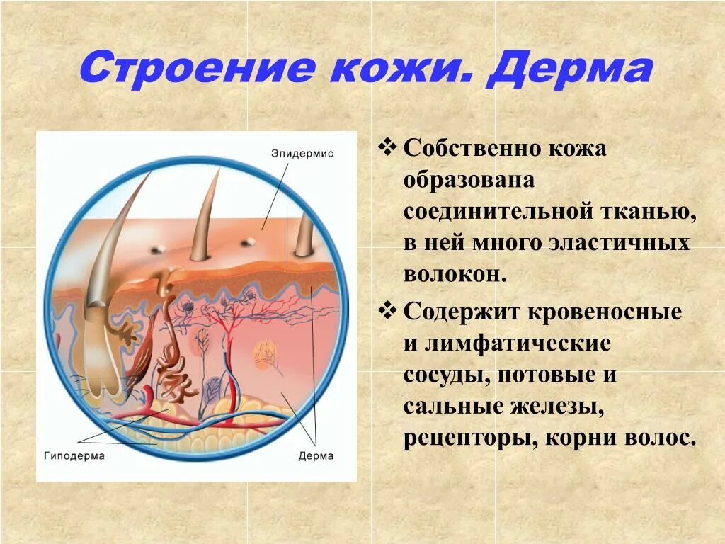 Какие структуры в дерме. Дерма кожи строение функции. Слой кожи дерма функции. Функции эпидермиса дермы и гиподермы. Гиподерма строение.