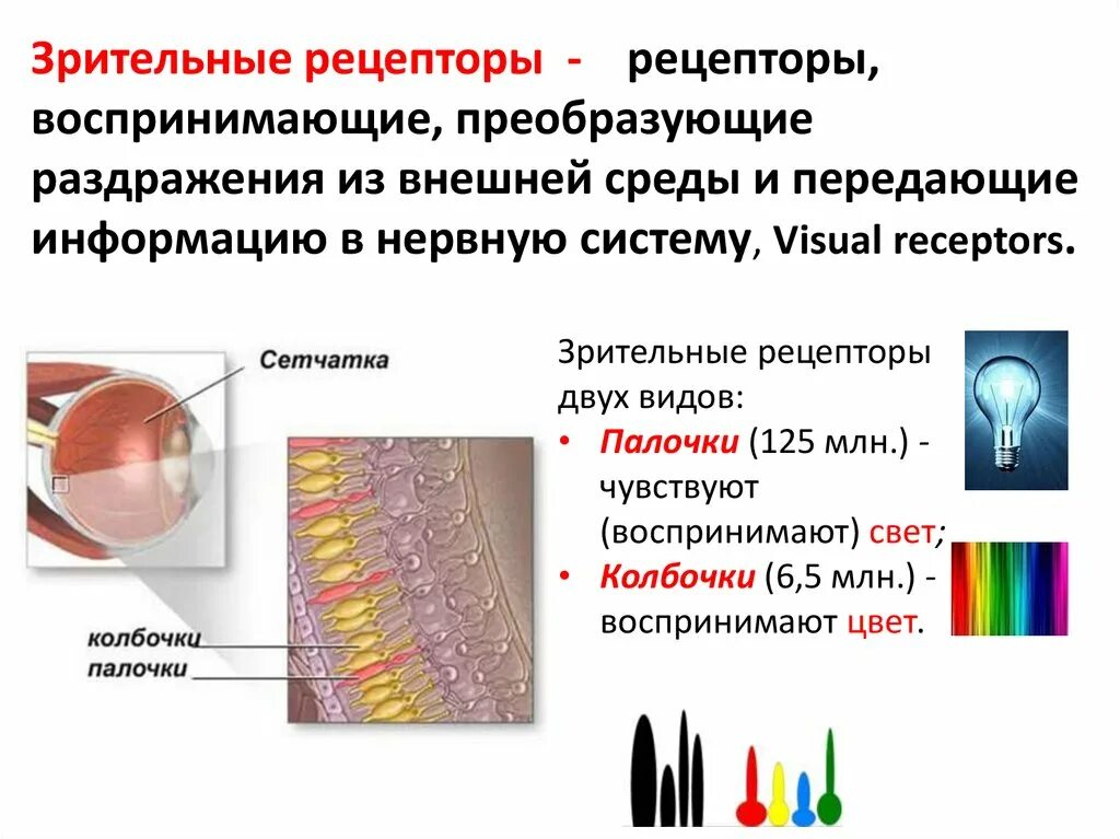 Колбочки в сетчатке глаза