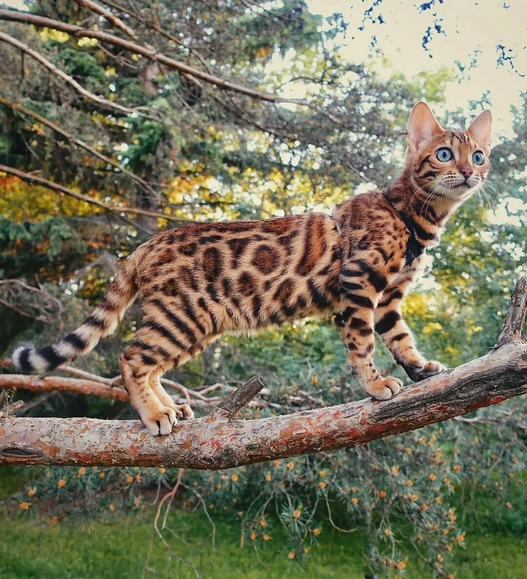 Рассмотрите фотографию пятнистой кошки породы бенгальская. Бенгальская короткошерстная бенгал. Дикая Бенгальская леопардовая кошка. Кошка пятнистая Бенгальская. Камышовый кот бенгал.