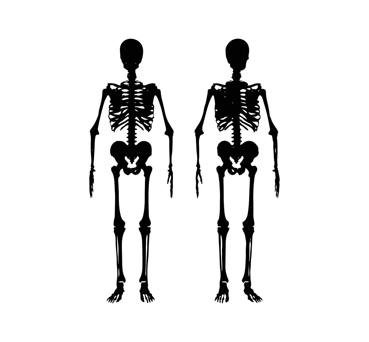 Скелет человека. Скелет силуэт. Скелет контур. Скелет рисунок.