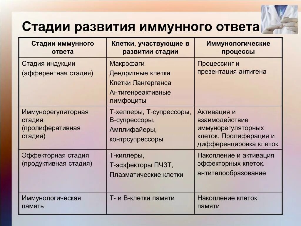 Этапы формирования иммунного ответа. Фазы адаптивного иммунного ответа. Этапы адаптивного иммунного ответа. Основные этапы иммунного ответа. Этапы иммунного ответа