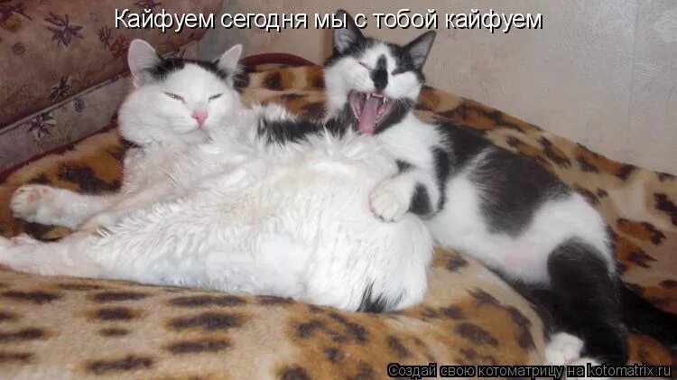 за деньги. кайфую сегодня я. кайфуем мы с тобой кайфуем. мы с тобой кайфуем. я кайфую фото.