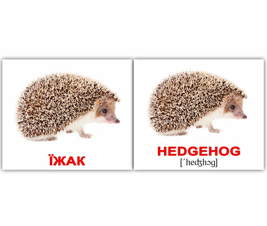 Карточки с ежиком для детей. Ежик на английском. Ежик на английском. Ёжик по английскому. Еж карточка для детей.