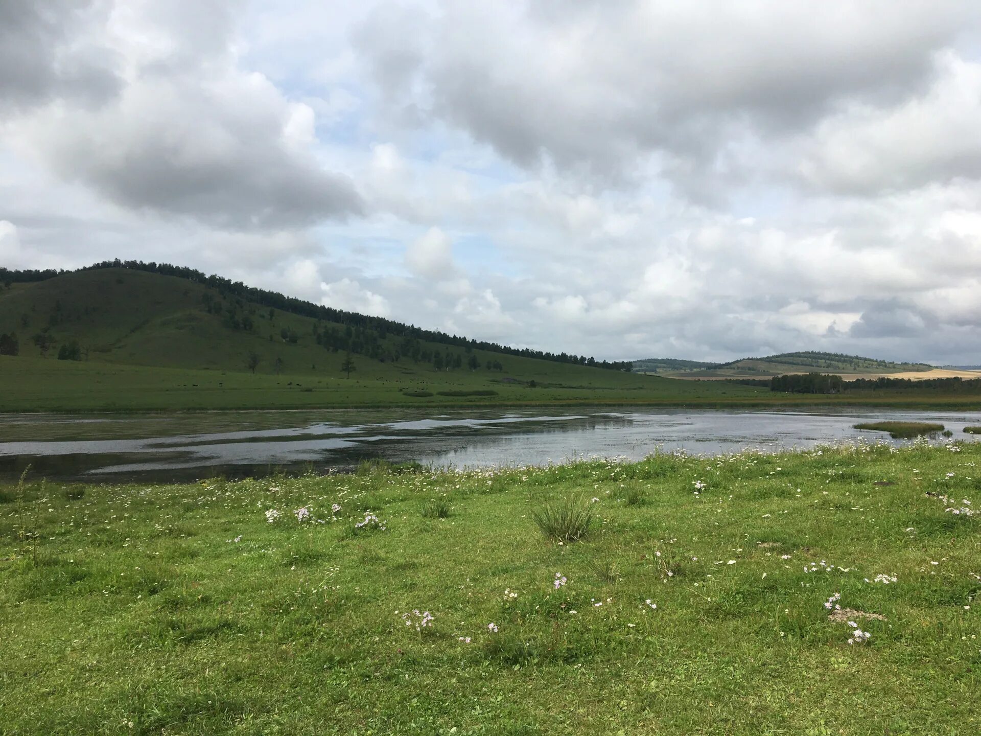 огромный хакасия собака. собачье озеро хакасия. приют для животных в хакасии. озеро собачье туим. озеро собачье новосибирск.