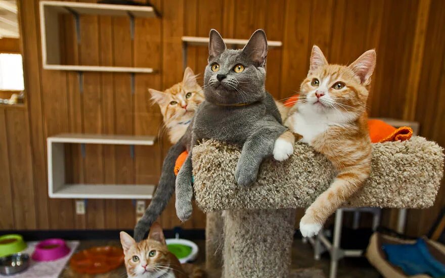 Кот проживает 9 жизней. Домашние кошки. Коты в доме. Дом для кошки. Дом для котика.
