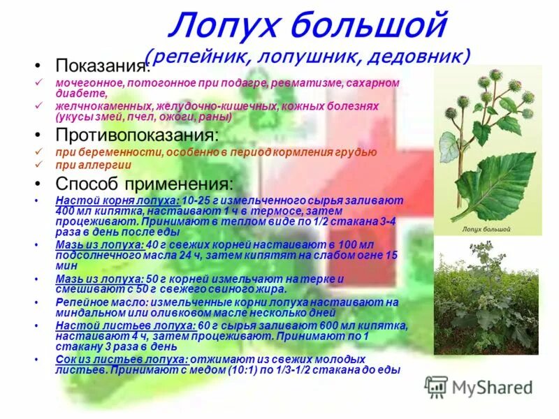 Способ применения растений. Целебные свойства лопуха. Лекарственные растения и их характеристика. Способ применения растений. Способ применения растений.