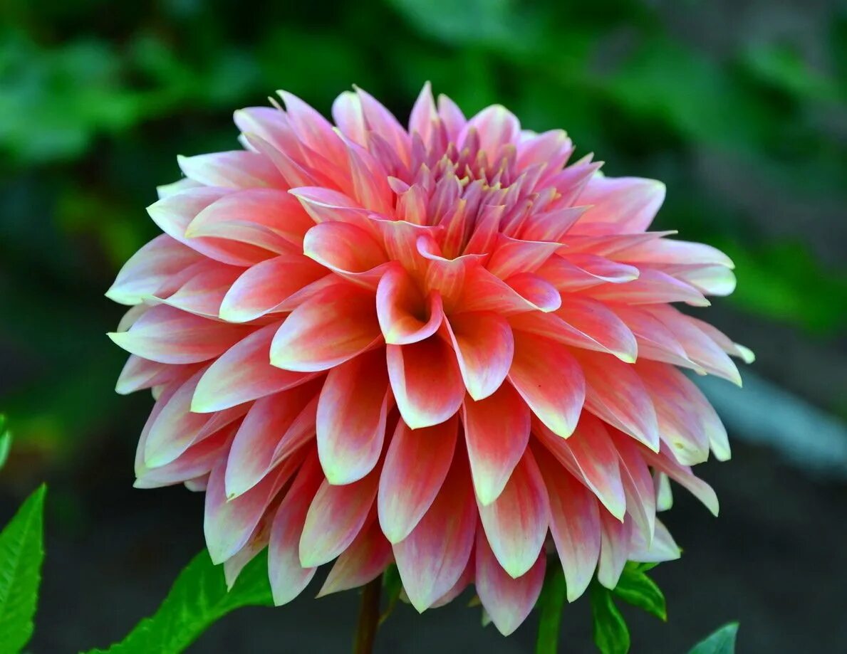Георгины фото. Георгин Ангара. Dahlia (георгин). Георгин Ройс Прайд. Георгина Пасолини.