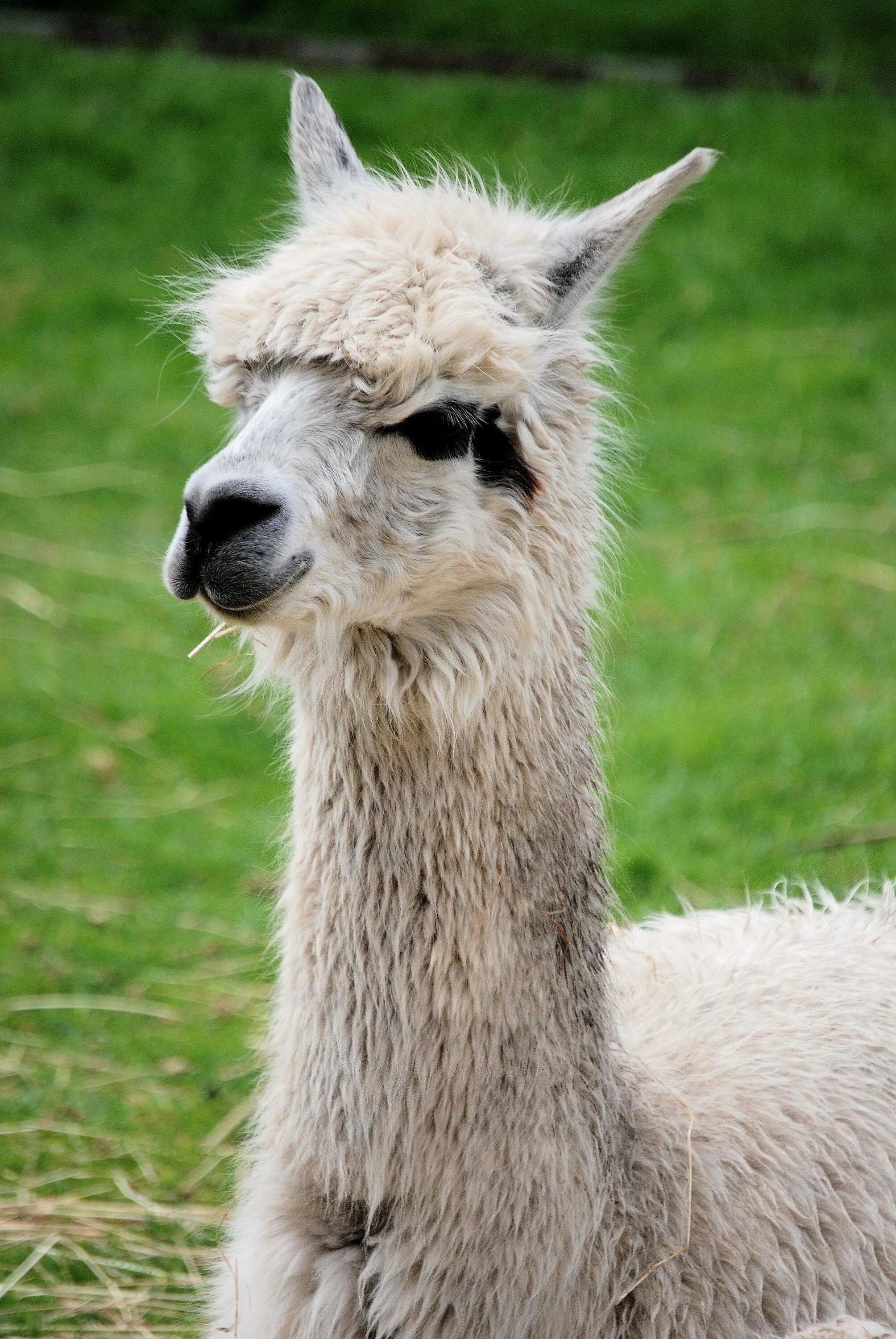 Llama chat