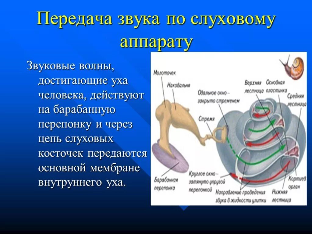 Передают сигналы в организме