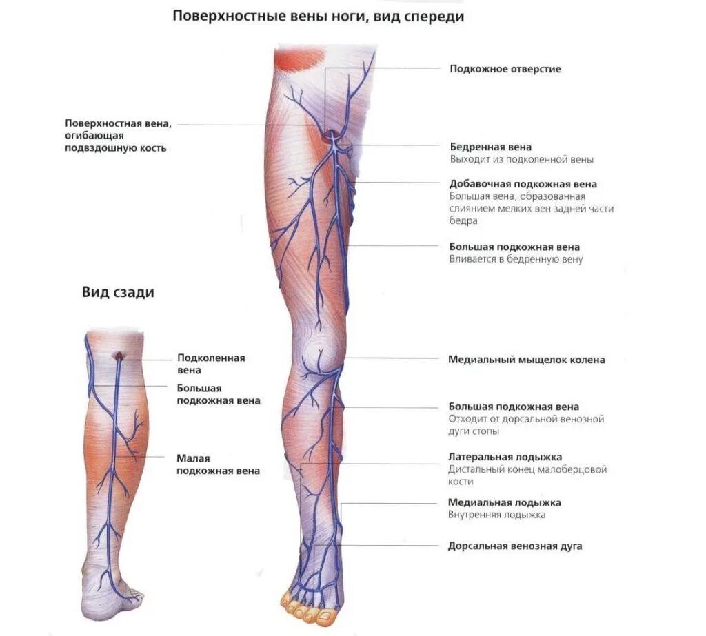 Большая подкожная Вена ноги (Vena saphena Magna). Схема строения вен нижних конечностей. Вены нижней конечности анатомия варикоз. Строение вен нижних конечностей варикоз.