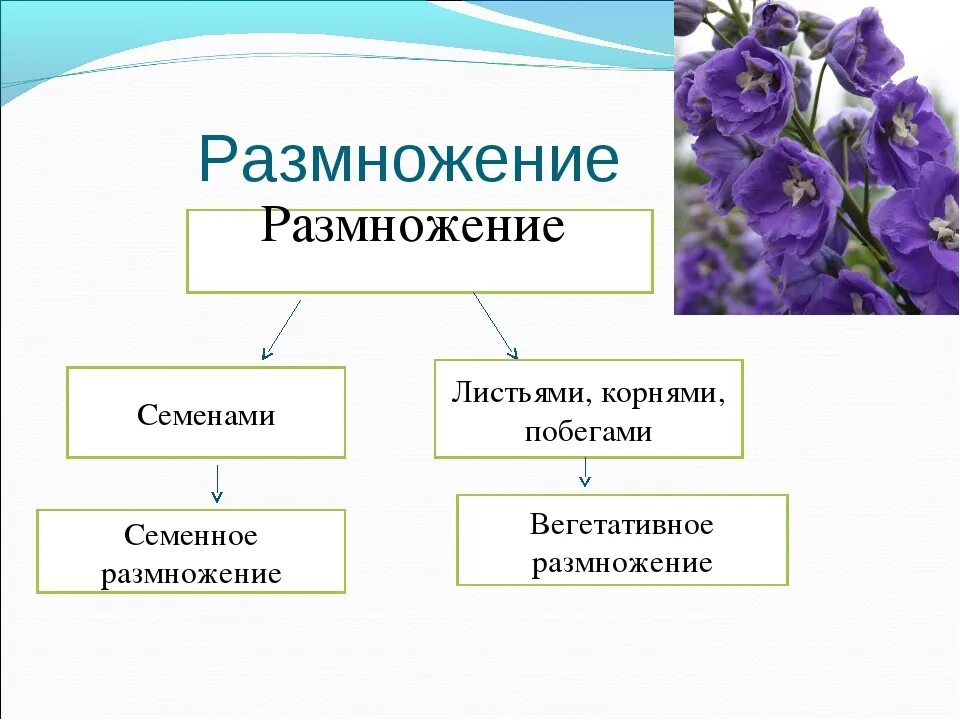 Размножение растения семенами вид размножения. Размножение растений семенами схема. Размножение растений вегетативное и семена. Семенное размножение вид размножения. Семенами размножаются ответ