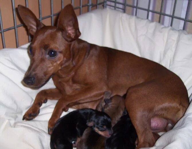 Цвергпинчер течка. Беременный карликовый пинчер. беременный цвергпинчер.