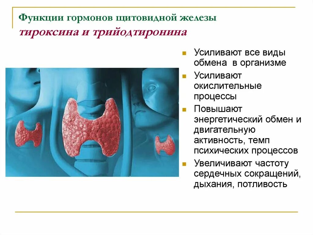 Функции тироксина щитовидной железы. Тироксин гормон щитовидной железы функции. Функции тиреоидных гормонов щитовидной железы. Функции регулируемые гормонами щитовидной железы.