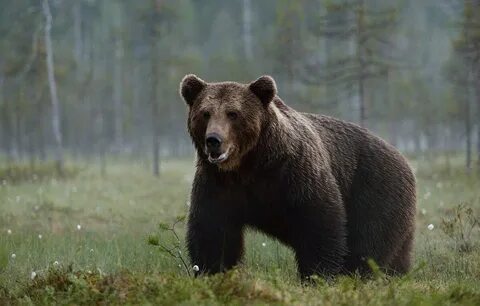 В тайге есть медведи