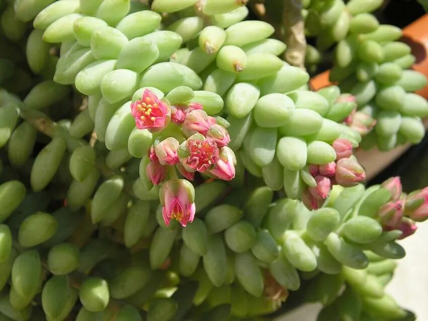 Седум очиток моргана. Крассула седум моргана. Очиток моргана sedum morganianum. Очи ок моргана. Цветок очиток моргана.