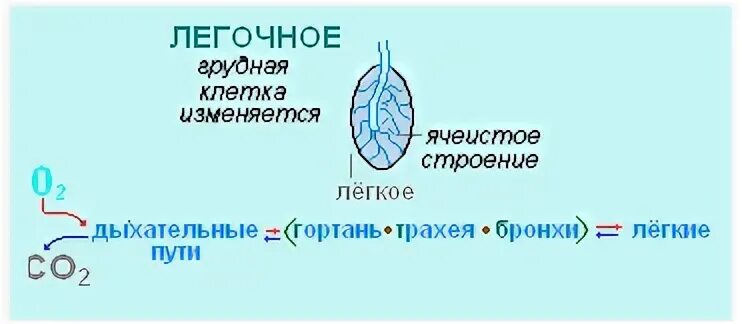 Пресмыкающиеся наземные Хордовые которые дышат при помощи чего. Лёгкие у пресмыкающихся парные. Проверочная работа по биологии 7 класс пресмыкающиеся. Контрольная работа по теме класс пресмыкающиеся.