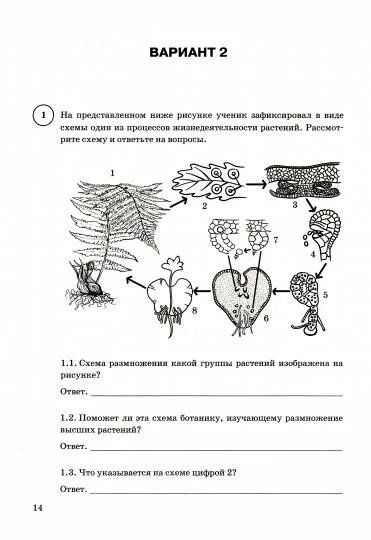 4 задание впр 6 класс по биологии. Впр по биологии рисунок дерево схема с заданием. впр по биологии рисунок дерево схема. впр по биологии рисунок дерево. впр по биологии 5 класс 2025 с ответами.