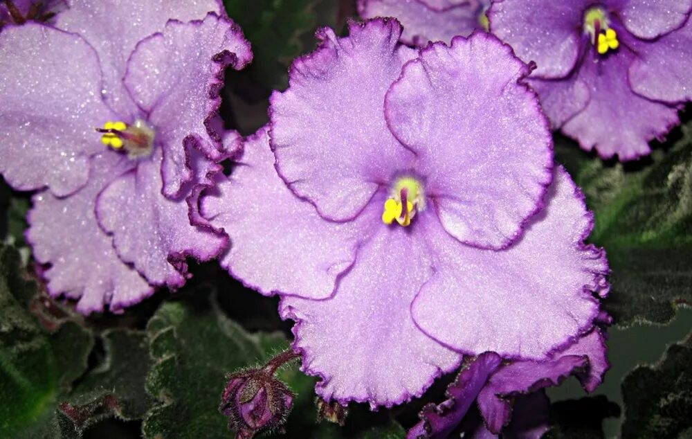 Фиалка любимая дочка фото. Фиалка любимая. Фиалка марс макуни. Фиалка любимая дочка макуни. Любимая дочка фиалка фото и описание.