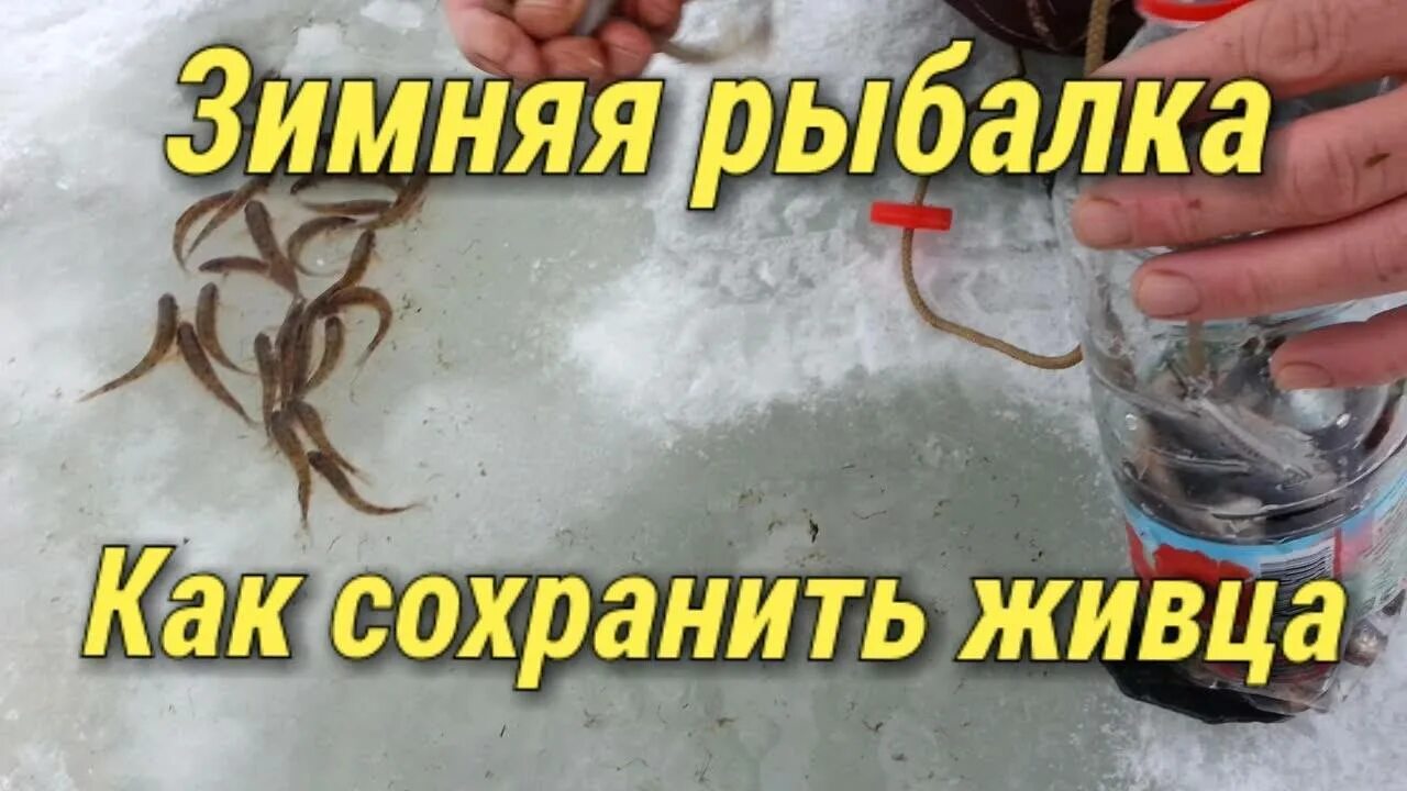 Сохранить зимой. Зимняя рыбалка на живца. как сохранить живца зимой. хранение живца зимой. живец для рыбалки.
