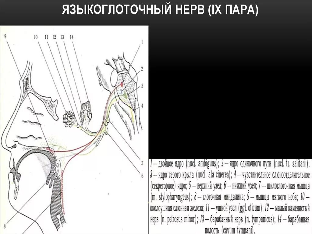 Узлы черепных нервов. Схема языкоглоточного нерва анатомия. Языкоглоточный нерв схема. Языкоглоточный нерв анатомия схема. 9 Пара языкоглоточный нерв.