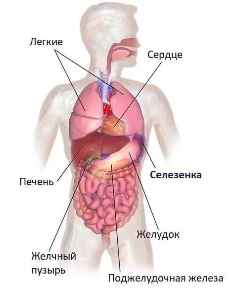 Симптомы селезенки боли в левом. Селезенка человека. Расположение селезенки у человека. Где находится селезенка у человека фото.