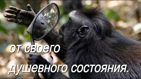 Обезьяна считает