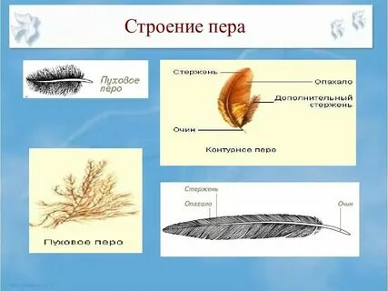 Формула пера