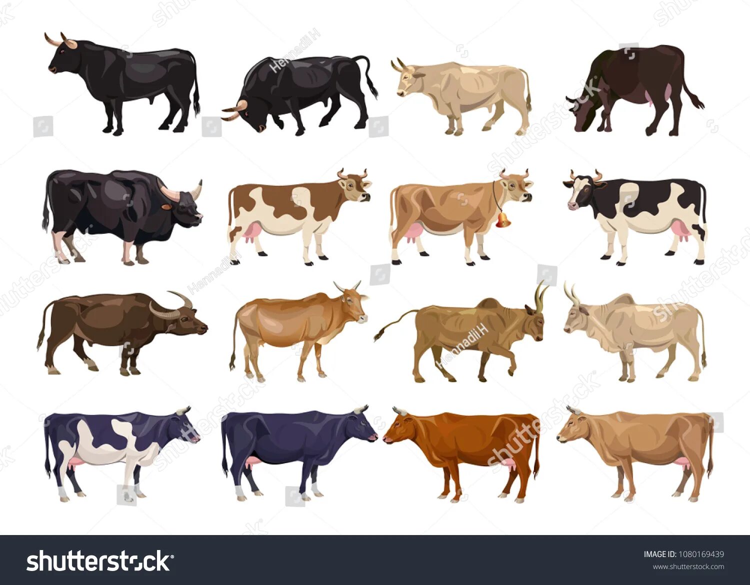 Светлые породы коров. Расцветка коровы. Коровы по цвету. Пятнистая-коричневая-корова. Коричневый бык.