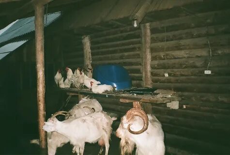 Коммуна под началом гуру 5 букв