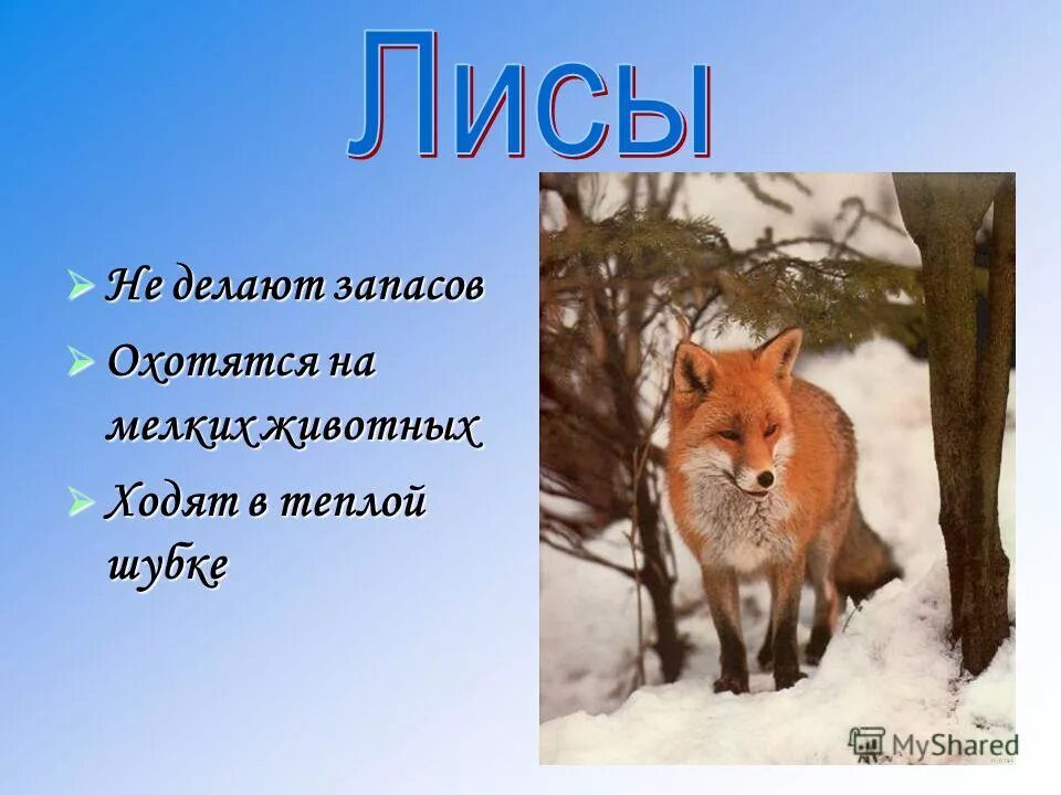 Лиса делает запасы на зиму. Лиса что делает. что умеет делать лиса. что делает лиса зимой.