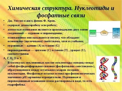 Нуклеиновые кислоты задание