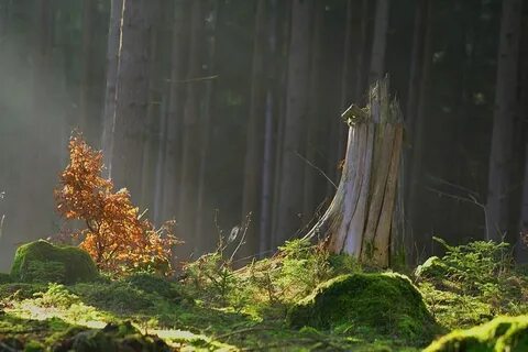 Forest tale