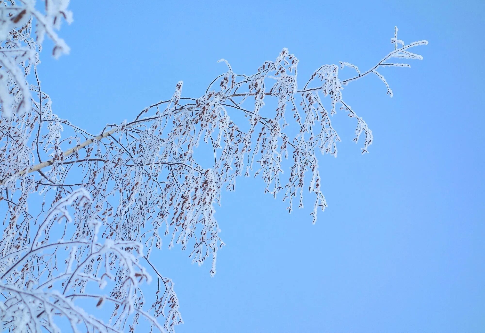 Береза в инее. Иней серебрится на ветвях берез. Куржевина – иней. Береза зима. Береза зимой.