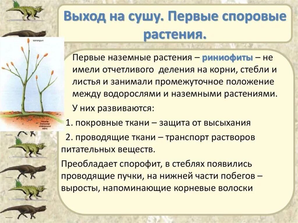 В каком периоде появляются растения. Выход растений на сушу схема. Появление наземные растения. Появление первых наземных растений. Первые растения на суше.