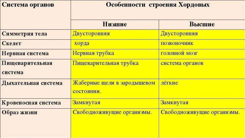 Общая характеристика хордовых ланцетник 7 класс биология. Общая характеристика типа Хордовые 7 класс биология таблица. Характеристика типа хордовых 7 класс. Таблица по биологии 7 класс Хордовые общая характеристика.