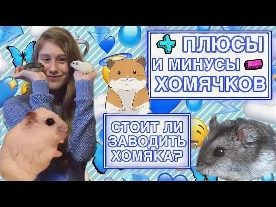 Хомячок минус. Плюсы хомячков. Плюсы и минусы хомяков. Завести хомяка. Плюсы хомяка.