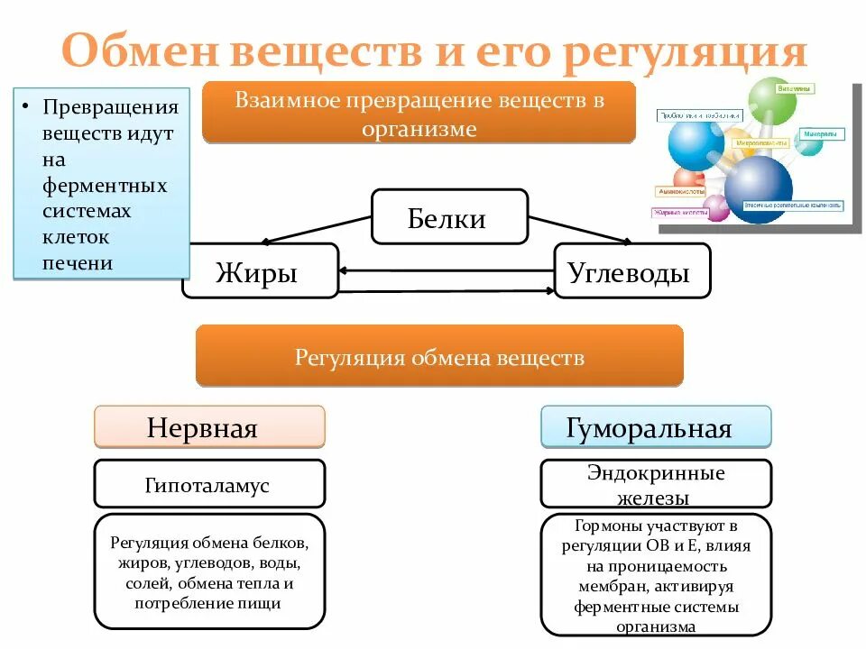 Какие превращения веществ могут происходить. Чем регулируется обмен веществ в организме человека. регуляция обменных процессов в организме. схема регуляции процессов обмена веществ. схема превращение веществ в организме человека.