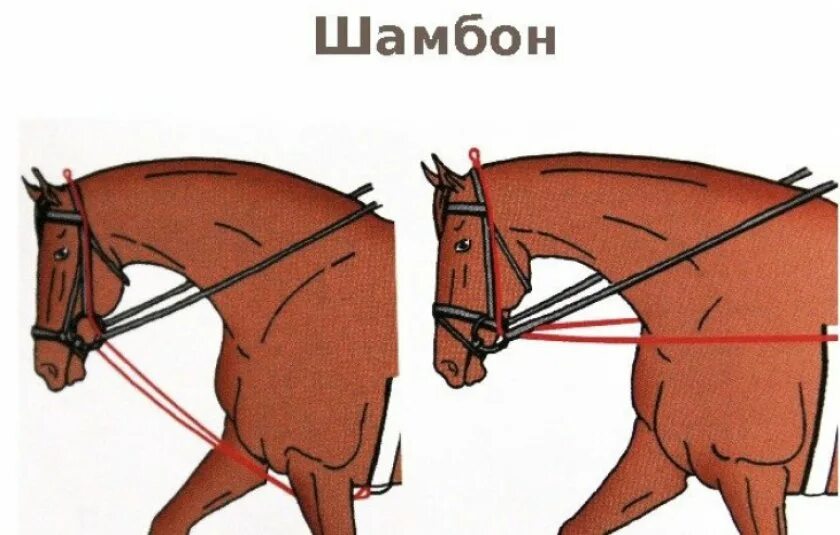 Одевается на лошадь. Одеть уздечку на лошадь. строение уздечки для лошади. одевание уздечки на лошадь. строение лошадиной уздечки.
