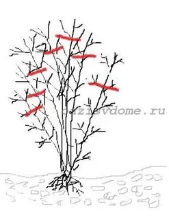 Обрезка старого клематиса